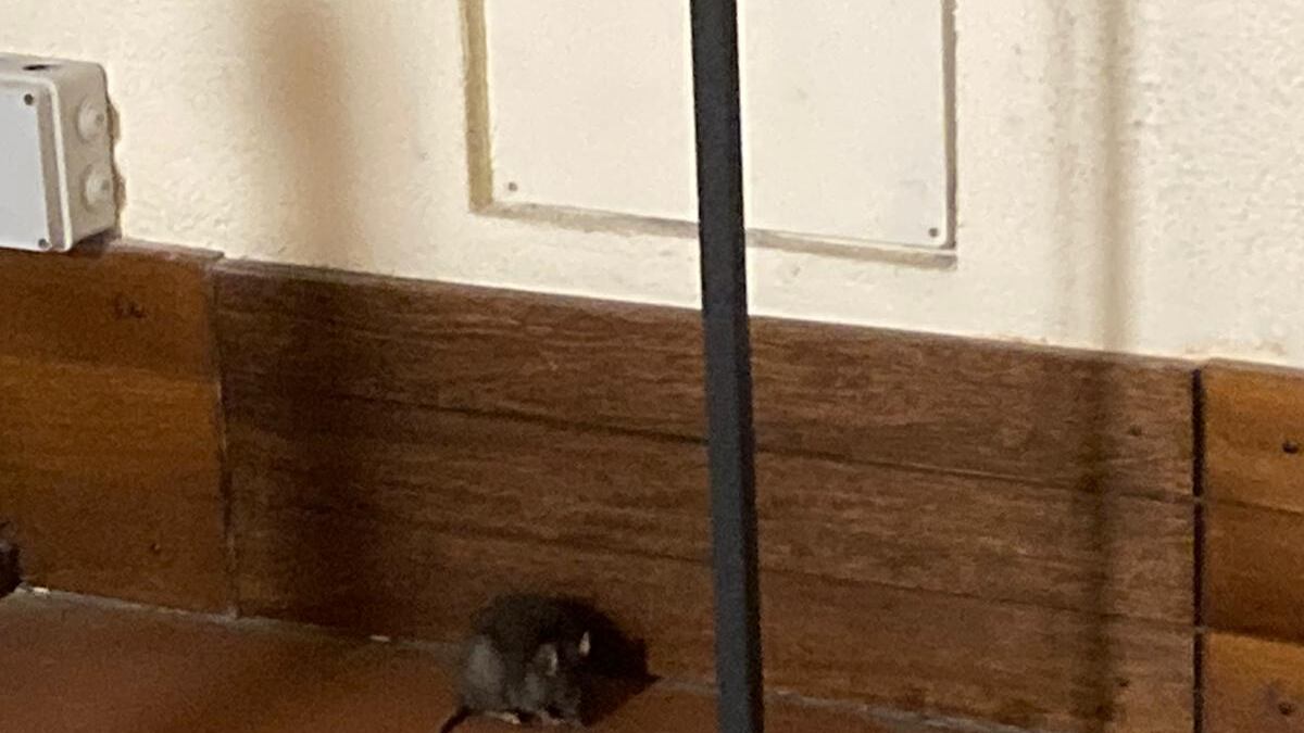 Da San Babila al Castello, Milano è invasa dai topi