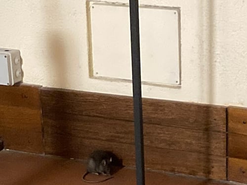 Da San Babila al Castello, Milano è invasa dai topi