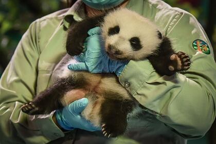Il parco di Chimelong mette in mostra i panda 13