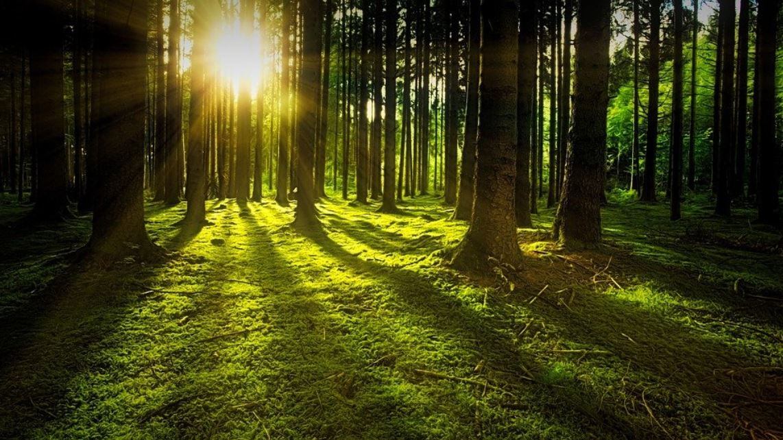 Alberi e finanza. Un nuovo binomio sui mercati
