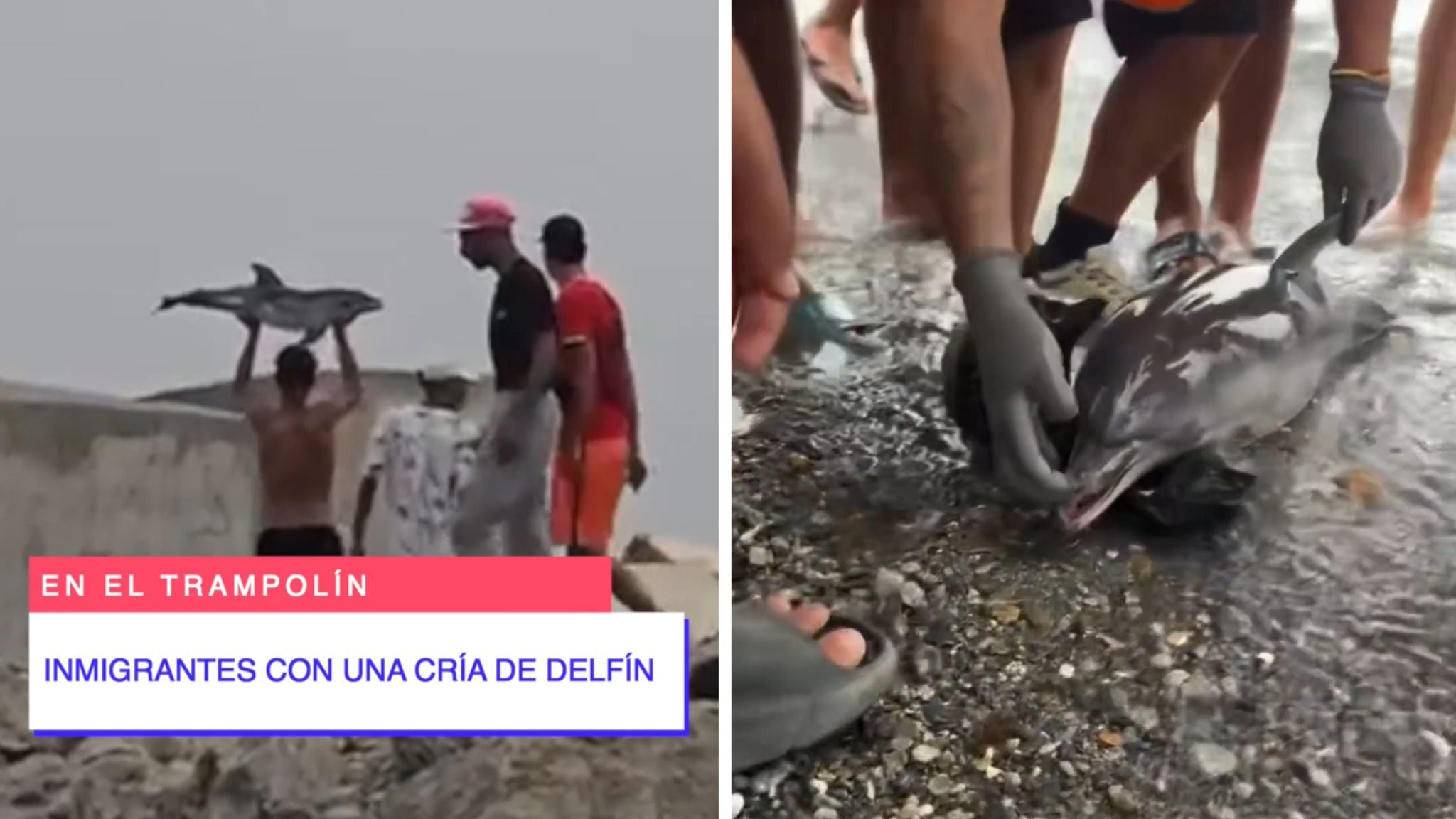 Ceuta delfino