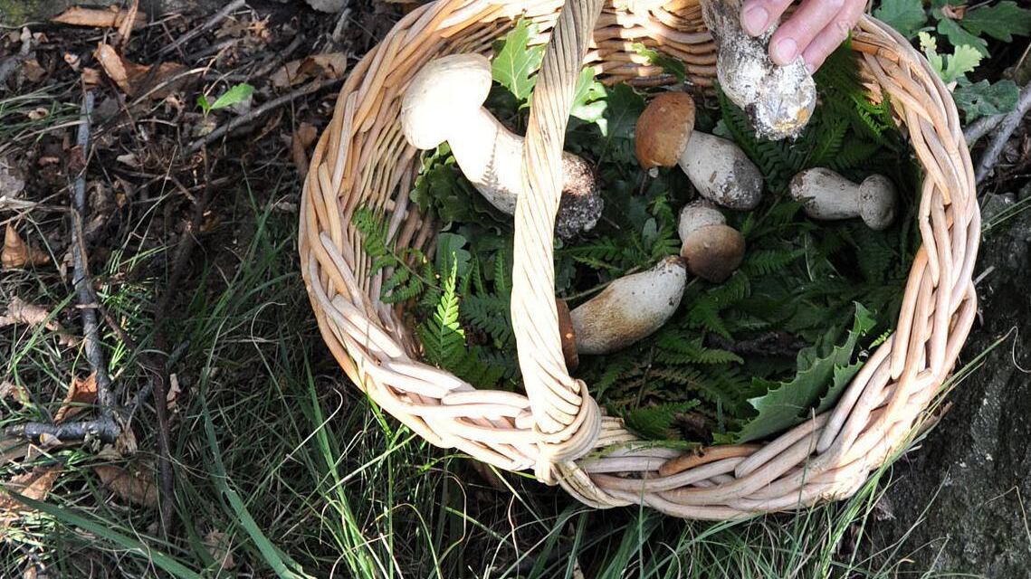 Funghi, strage da imprudenza A Pisa sterminata una famiglia