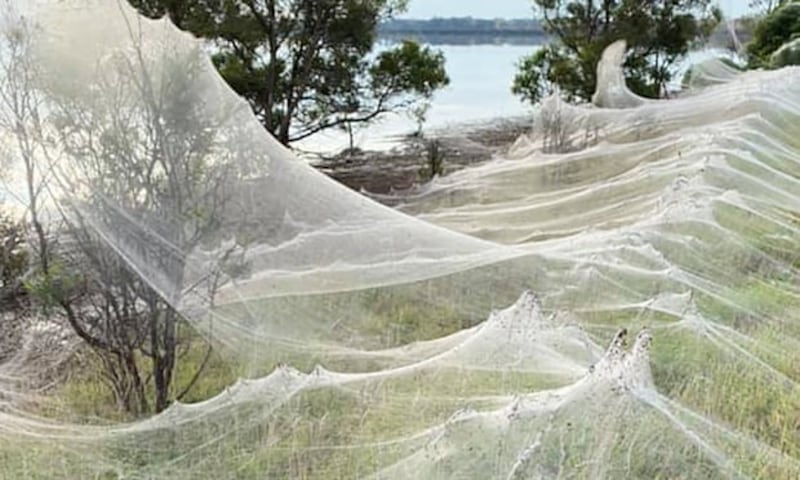 ragnatela gigante