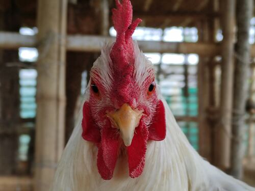 La gallina è un animale intelligente, lo si capisce da come... fa le uova