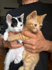 La colonia felina nel palazzo sforzesco di Milano 11