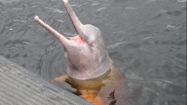 Fra delfini e procioni le "nuove" specie già a rischio estinzione