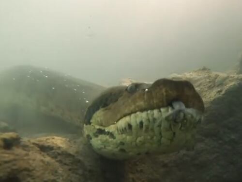 Sub incontra l'anaconda: il video del faccia a faccia