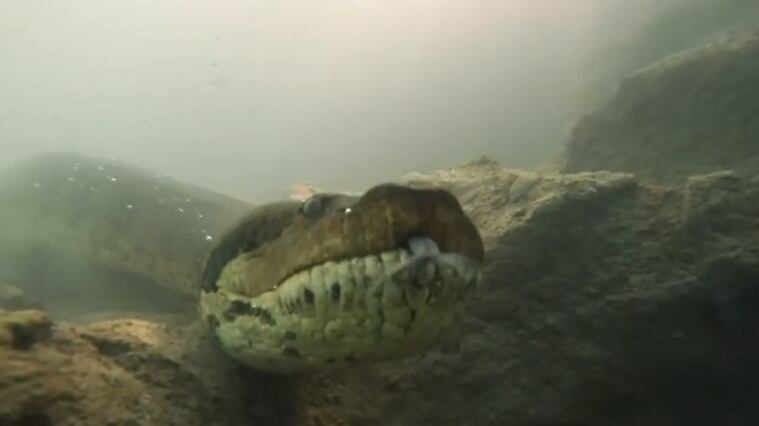 Sub incontra l'anaconda: il video del faccia a faccia