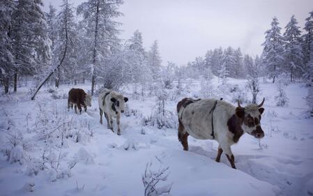 Un inverno a -67,8°: il villaggio più freddo del mondo è in Siberia 12