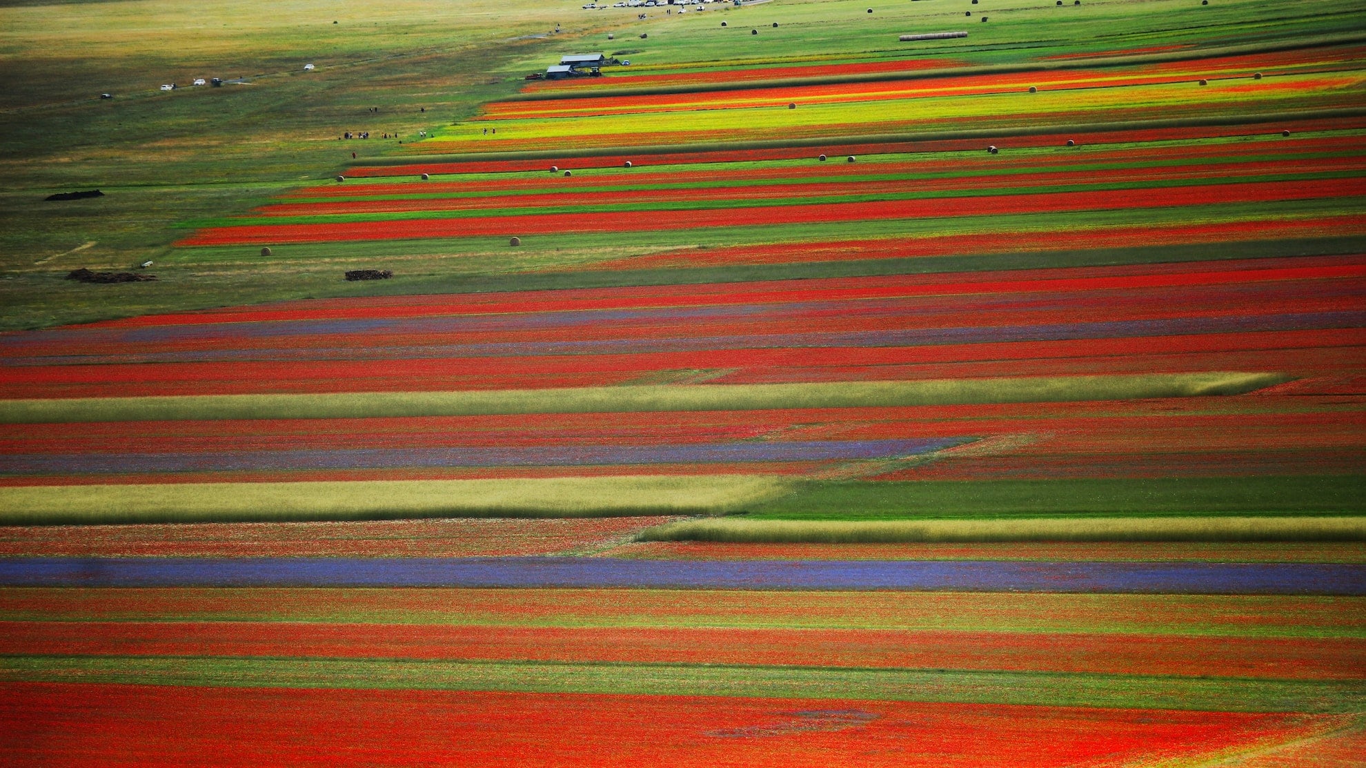 Castelluccio di Norcia, un quadro fiorito