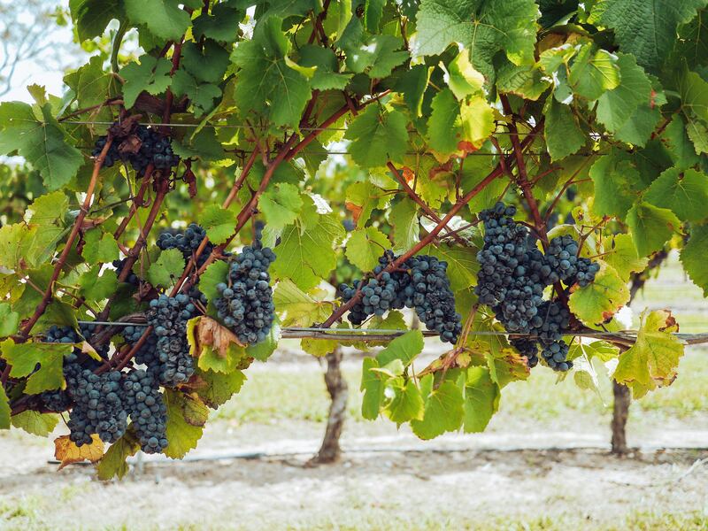 Uva da vino, viti