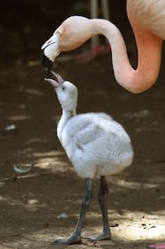 Un cucciolo di fenicottero allo zoo di Hannover 1