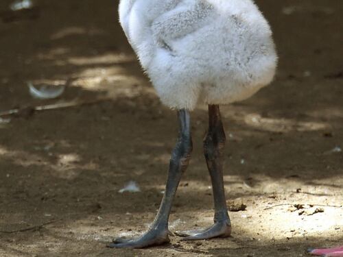 Un cucciolo di fenicottero allo zoo di Hannover
