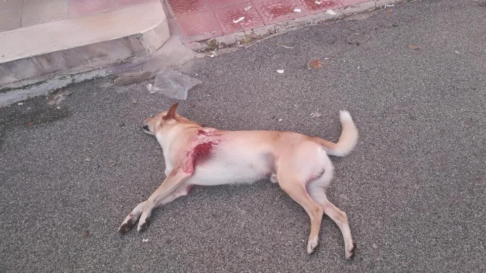 Orrore a Carovigno, cane ucciso in strada a colpi di pistola