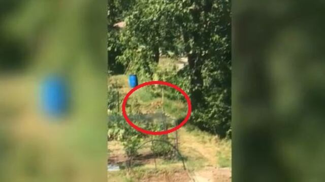"Maestra, c'è un grosso puma". Paura in città per felino affamato