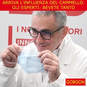 La satira del giorno. L'influenza del cammello 1