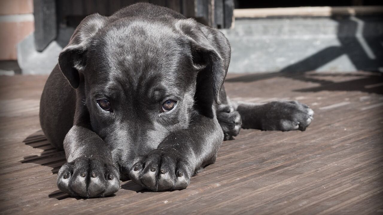 Getta acido sul cane dei vicini: anni di minacce, poi la verità nei video di sorveglianza