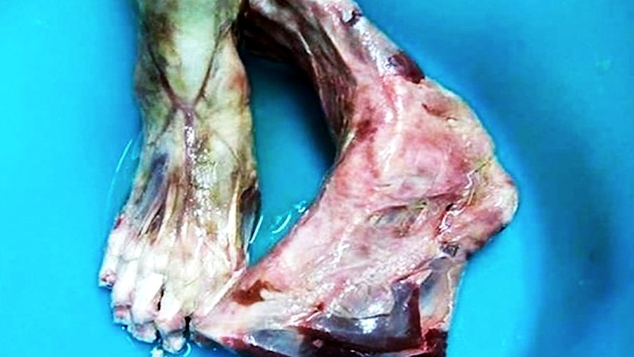 A tavola zampa d'orso o piede umano?
