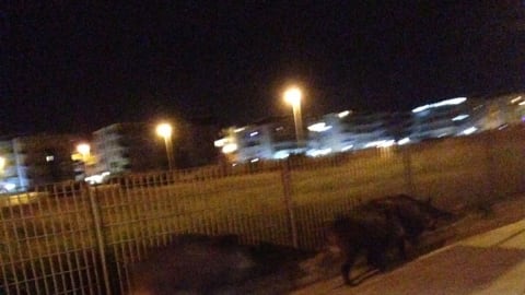 Cinghiali corrono sul lungomare di Barletta