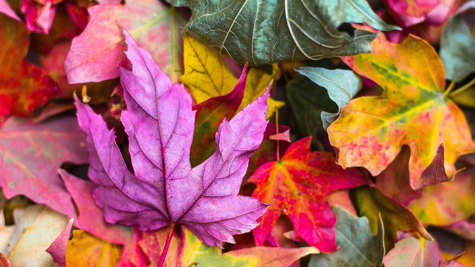 Foliage, le mete imperdibili