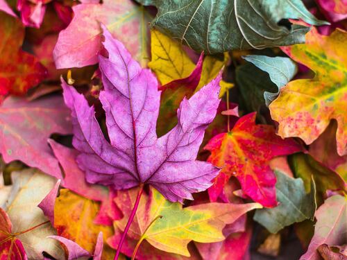 Foliage, le mete imperdibili