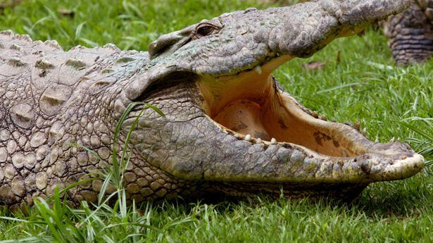 Alessandria, avvistato coccodrillo nei pressi del depuratore