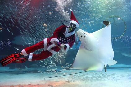 Babbo Natale sott'acqua, con i pesci di Seul 3