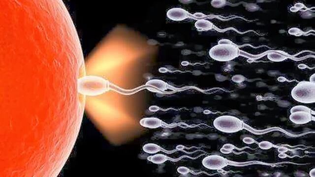 Allarme fertilità maschile, spermatozoi dimezzati in 40 anni