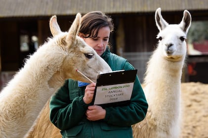 Allo zoo di Londra è il giorno del censimento 1
