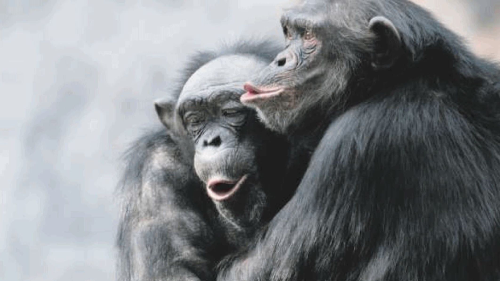 Gelosia, speranza e vendetta Come sono umane queste bestie