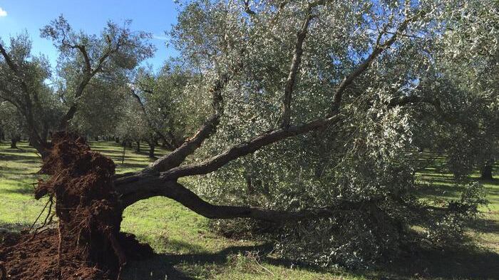 Xylella, ulivi sotto sequestro e indagini su 10 persone