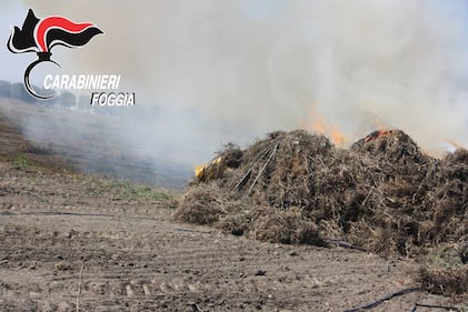Cerignola, bruciavano i rifiuti in campagna: tre denunce 4