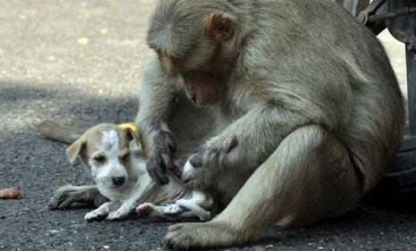 India, il macaco adotta il cagnolino 3