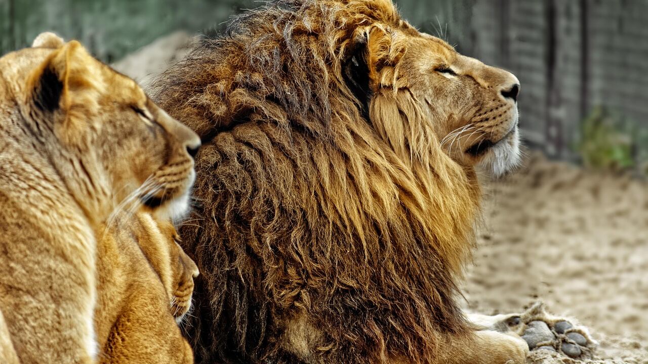 L'appello choc dello zoo danese: "Dateci animali indesiderati, saranno cibo per i nostri predatori"