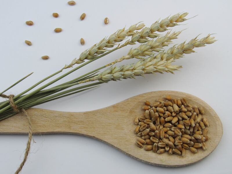 orzo