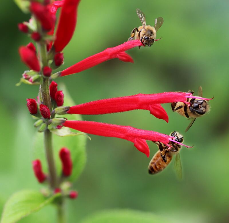 Salvia rossa 