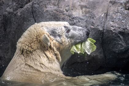 Orso polare in Brasile 3