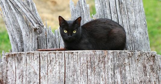 Gatto nero, foto 12