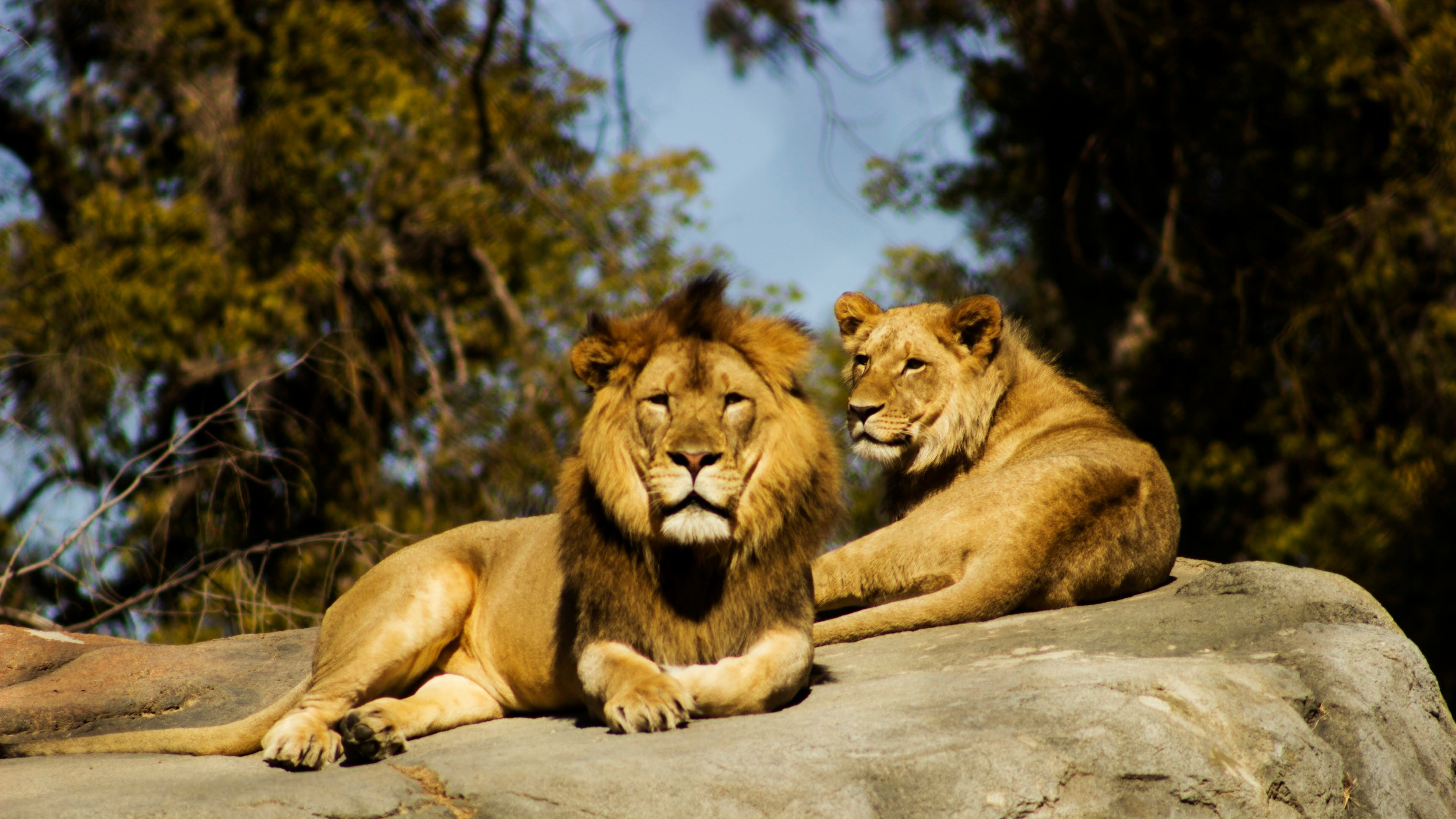 Danimarca civilissima? Non allo zoo. "Donate animali per i pasti dei leoni"