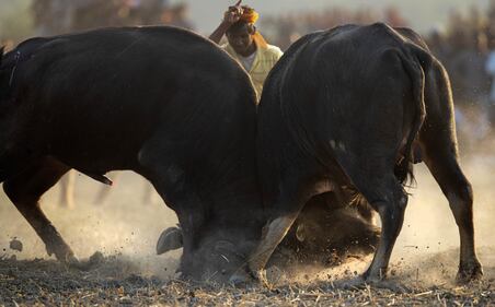 La corrida indiana: le immagini della lotta coi tori 7