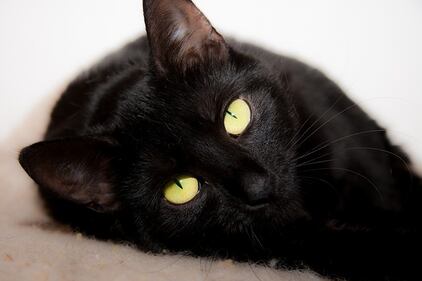 Gatto nero, foto 28