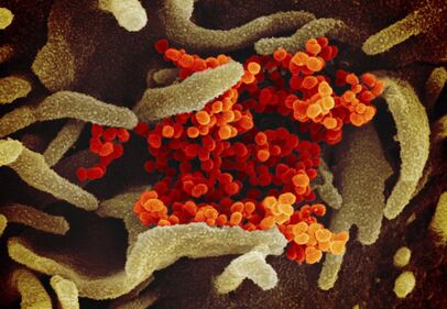 Le nuove immagini del coronavirus 5