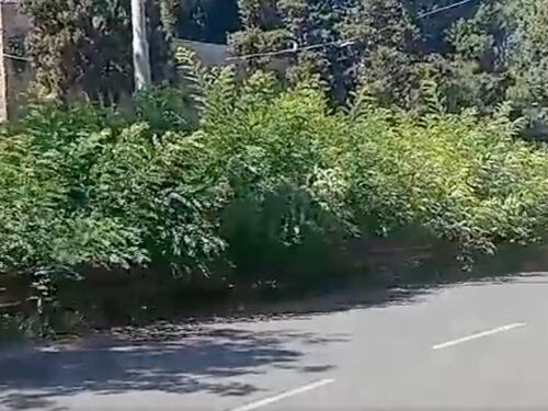 Allarme ailanto a Roma: perché la pianta cinese è pericolosa per chi guida