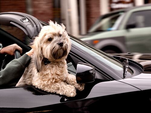 Questo caldo da cani morde anche Fido. Ecco come difenderlo