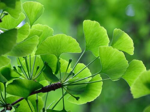 Ginkgo biloba, tutti gli effetti della pianta dell'eterna giovinezza