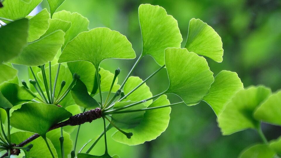Ginkgo biloba, tutti gli effetti della pianta dell'eterna giovinezza