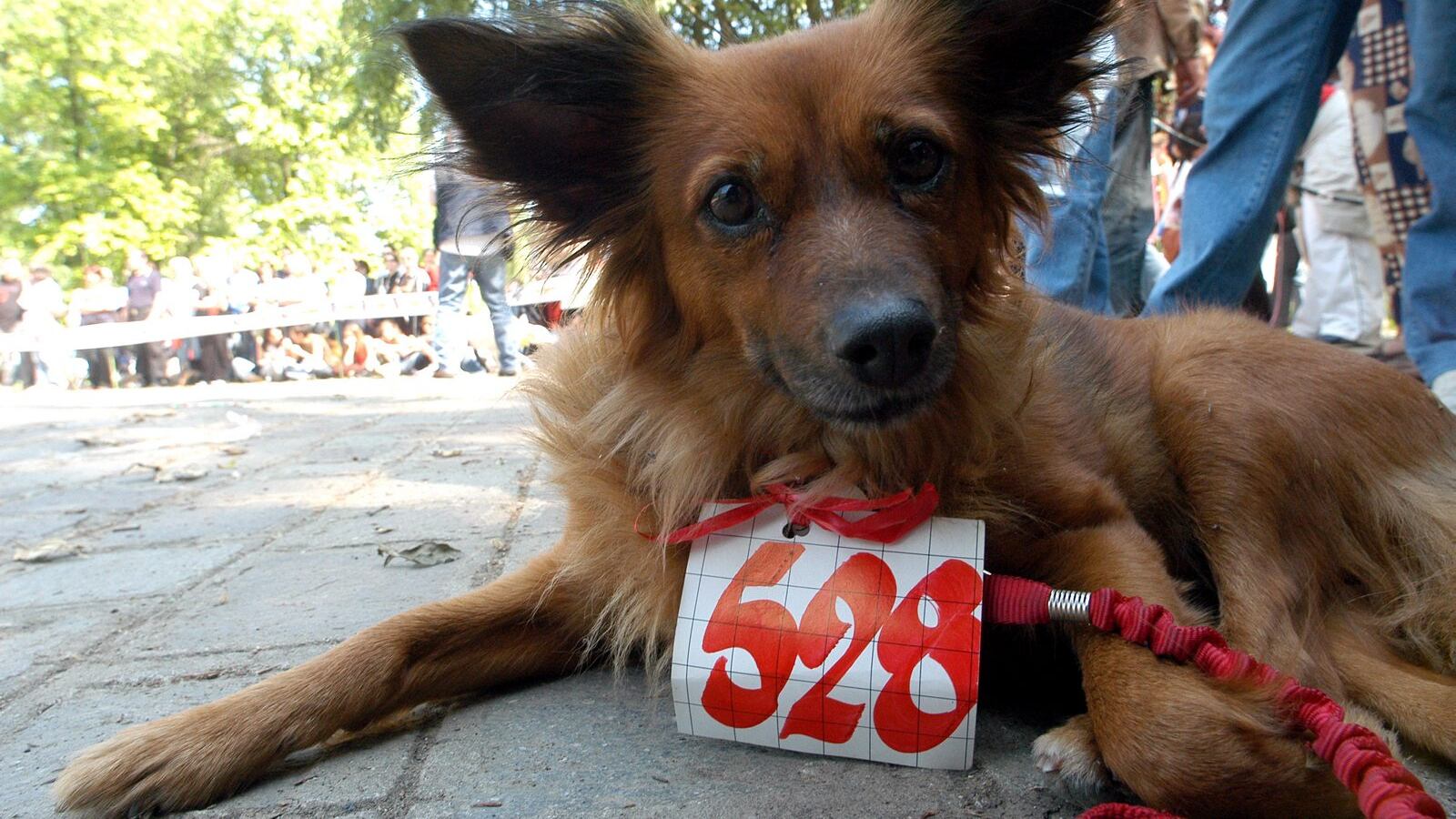 In Fiera la carica dei diecimila cani