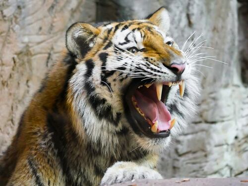 La tigre sbrana 13 persone: uccisa dopo 3 mesi di caccia