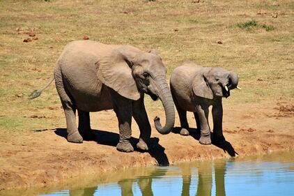 Elefante si fa un selfie 20