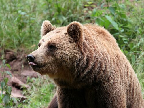 Orso M49, nuova ordinanza di cattura: polemiche da parte della Lav